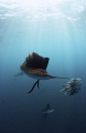 Atlantic Sailfish feeding off Isla Mujeres. Nikon D90, Tokina 10-17 @10mm