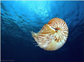 - Nautilus -
Nautilus belauensis, also known as the Palau Nautilus