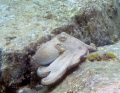 Common octopus on the move.