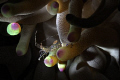 Spotted Cleanner Shrimp . Snoot photography, 60 mm lens, Nikon D-700