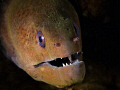 Moray Eel taken with olympus pen E-PL1,lens 14-42 mm with macro wet lens, and 2 YS-110a strobes