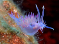 A nudi from med,Bodrum turkey...