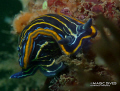 A funny Hypselodoris villafranca trying to watch what I was doing!