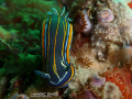Hypselodoris villafranca going down.
Light form side on purpose, to get colors of portuguese flag. :)