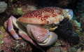Reef Crab at 