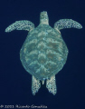 Green turtle on the blue. 
Doesn't matter how many times you see one, they will always amaze me.