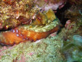 Close up, oktopus sleeping. Punta Salinas, Estartit/spain.