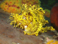 Rhinopias sp. or Weedy Scorpionfish in a yellow phase.
