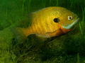 Male Bluegill tending nest in spring.