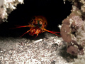 hide & seek with mantis shrimp 
with lil bit touch up in photoshop