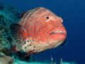 Red Sea coralgrouper. 
Let them live...