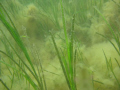 Seagrass Bed of Zostera marina, covered by filamentous algae