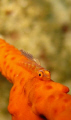 a whip goby with a parasite