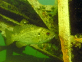 A Bass hanging out near an old rock crusher at Haigh Quarry in Kankakee Illinois