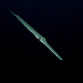Cornet Fish