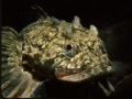 'Four horned' Arctic Sculpin, Resolute Bay, Canada's High Arctic