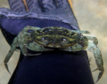 Curious Green Crab (Carcinus maenas)