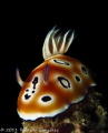 chromodoris leopardus with a rare smile between the rhinophores!