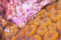 Orangesided Goby.  Nikon 105 with Subsee 5X.
