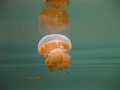 This is taken in a lake in Indonesia. The water is salty but not to the extent of sea water.  This is a non stinger jellyfish.