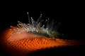 Cold Water Nudibranch # 1
