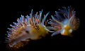 Cold Water Nudibranch #2