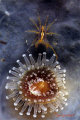Image taken in Northwest of Spain (Vigo´s ria) of an unusual sea arac