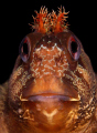 From my first ever dive in England last weekend - Tompot Blenny portrait taken under Swanage Pier...