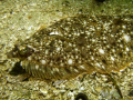 Rock Sole