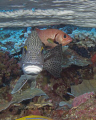 a nice second day diving in Niue with some friends. Canon G10.