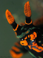 Face of Nembrotha kubaryana