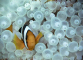 Two bar Anemone fish (I think).  I had always wanted to take a picture of these fish in the anemone.  Thailand is perfect for that.  This was taken in Koh Tao.