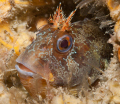 Tompot Blenny photographed on a wreck dive off Swanage.
Nikon D300, 60mm macro.