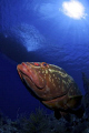 Grouper looking up at boat at little cayman
