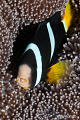 ClownFish