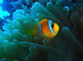 Nemo