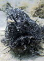 Black Striated Frogfish