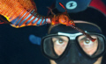 Eye to Eye with Dragon / A diver was astonished by the colorful beauty of a sea dragon in Tasmania.