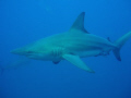žralok černocípý-blacktip