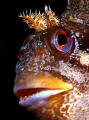 Tompot Blenny portrait, Swanage Pier