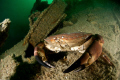 edible crab_Heinrich wreck_Manche