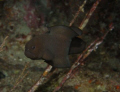Black Brotula found under ledge in West Palm Beach, FL on a night dive.  This is a reclusive, very shy fish that inhabits deep crevices, recesses and caves if the reefs, virtually never coming completely into the open.