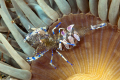 Periclimenes sagittifer