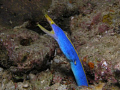 Blue Ribbon Eel, Beqa Island