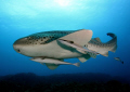 Leopard shark with a trio of remoras, Byron Bay, Australia