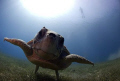 Taken with 10,5 mm with 2 Sea&Sea YS 110 strobe @ Antalya / Kaş while diving with Rico Besserdich.