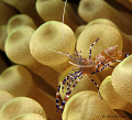 Just a niced spotted cleaner shrimp.
Periclimenes yucatanicus