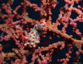 This little 1,5cm Pygmy-Seahorse is the first one I saw and I fell totally in love with it. Taken in Tulamben, Bali