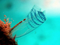 tunicate