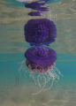 Jellyfish reflection